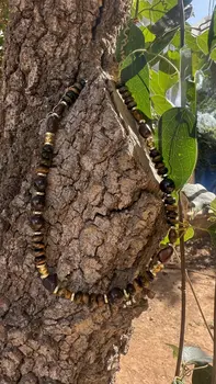 שרשרת שורשים